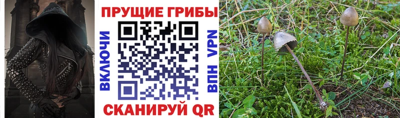 Галлюциногенные грибы Psilocybine cubensis  Купить  Дивногорск 